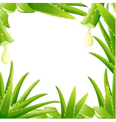 Pattern Green Aloe Vera Plant Cut Pieces