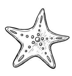 Starfish On White Background