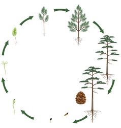 A Growth Cycle Of Scots Pine Tree