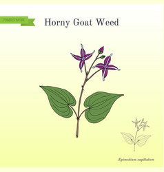 Horny Goat Weed Epimedium Sagittarius Medicinal