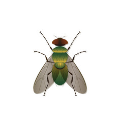 Green Fly Art Isolated On White Background