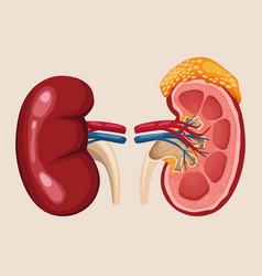 Kidney Realistic Organs