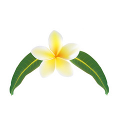 Beautiful White Plumeria Flower Isolated On White