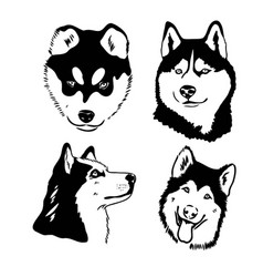 Husky Dog Portrait