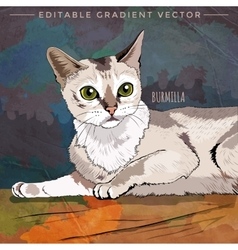 Burmilla Cat