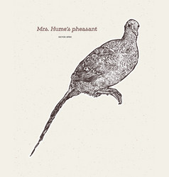 Mrs Humes Pheasant Syrmaticus Humiae Hand