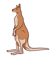 Kangaroo Tail Ear Leg