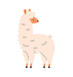 Lama Animal Staying