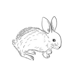 Drawing Animal Rabbit