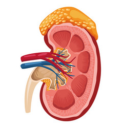 Half Kidney Realistic Organ