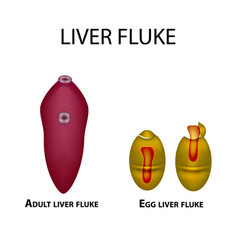 Liver Fluke Hepatic Fluke The Egg Trematode