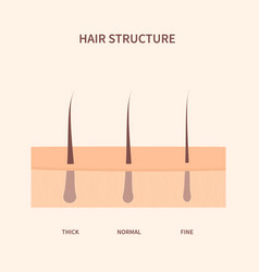 Hair Width Structure In Skin Cross-section Diagram