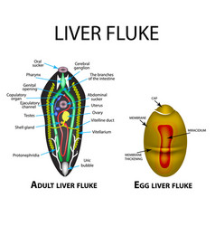 Liver Fluke Structure Hepatic Egg Trematodes