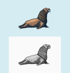 Steller Sea Lion Marine Creatures Nautical Anima