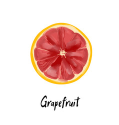 Grapefruit Slice In A Watercolor