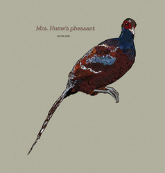 Mrs Humes Pheasant Syrmaticus Humiae Hand