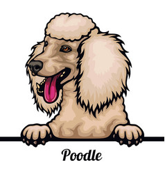 Poodle - Color Peeking Dogs - Breed Face Head