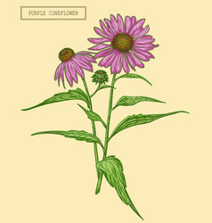 Medical Purple Coneflower Branch