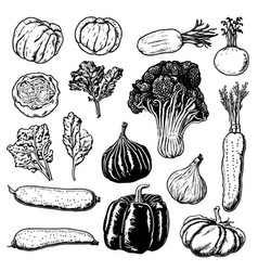 Hand Drawn Set Of Vegetables