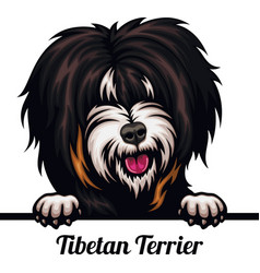 Tibetan Terrier - Color Peeking Dogs - Breed Face