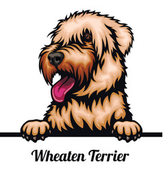 Wheaten Terrier - Color Peeking Dogs - Breed Face