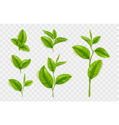 Realistic Tea Leaves And Stems Isolated Set