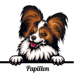 Papillon - Color Peeking Dogs - Breed Face Head