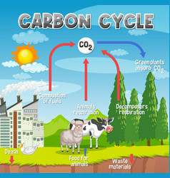 Carbon Cycle Diagram For Science Education