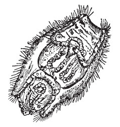 Holothuria Tubulosa Larva Vintage