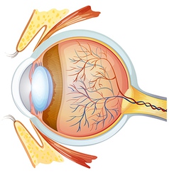 Human Eye Cross Section