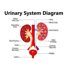 Anatomy Of The Human Urinary System With Main Part