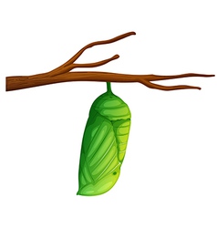 Cartoon pupa of the butterfly Royalty Free Vector Image