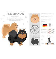 Pomeranian German Spitz Clipart Different Poses