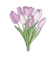 Hand Drawn Isolated Bouquet Of Pink Tulips