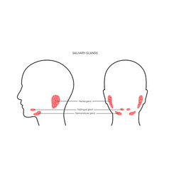 Salivary Gland Concept