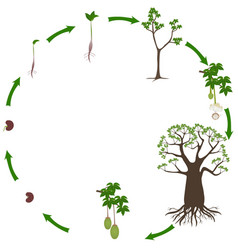 Life Cycle Of A Baobab Tree