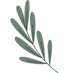 Olive Tree Branch