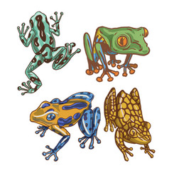 Frogs Colored Bright Tropical Wildlife Animals Amp