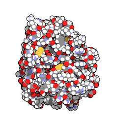 Trypsin Digestive Enzyme Molecule Human Enzyme