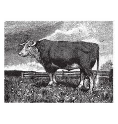 Hereford Cow Vintage