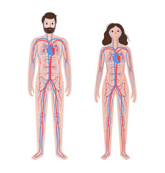 Human Circulatory System