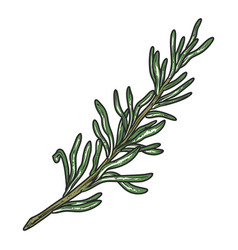 Sprig Rosemary Emblem Colorful Detailed