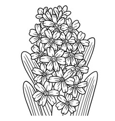 Hyacinth Flower Coloring Page For Adults