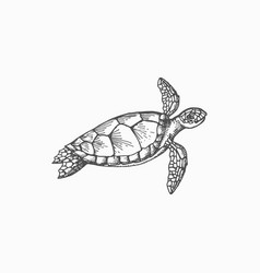 Sea Turtle Isolated Nautical Tortoise Animal Icon