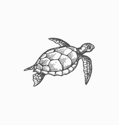 Leathery Turtle Isolated Leatherback Tortoise Icon