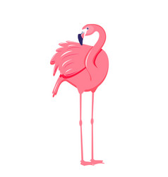 Pink Flamingo Isolated On White Background