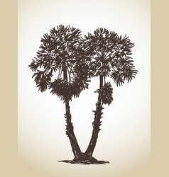 Two Palm Trees Sketch Isolated Hand Drawn