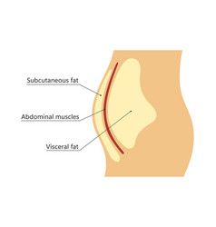 Visceral And Subcutaneous Fat Around Waistline