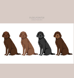 Pudelpointer Clipart Different Poses Coat Colors