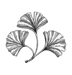 Decorative Autumn Leaf Sketch Ginkgo Biloba